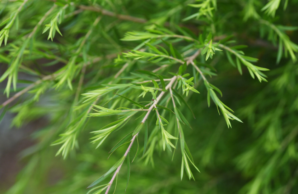 ティーツリー葉油